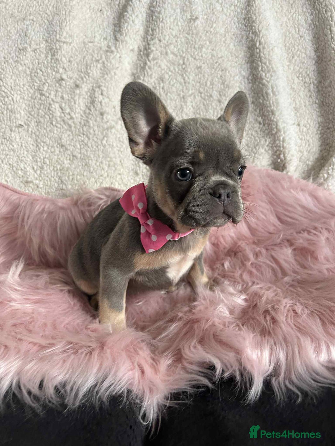French Bulldog dogs for sale: KC Reg lilac & tan velvet French Bulldog - Image 5