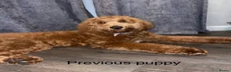 Goldendoodle dogs for sale: Golden doodles F2b - Advert 11