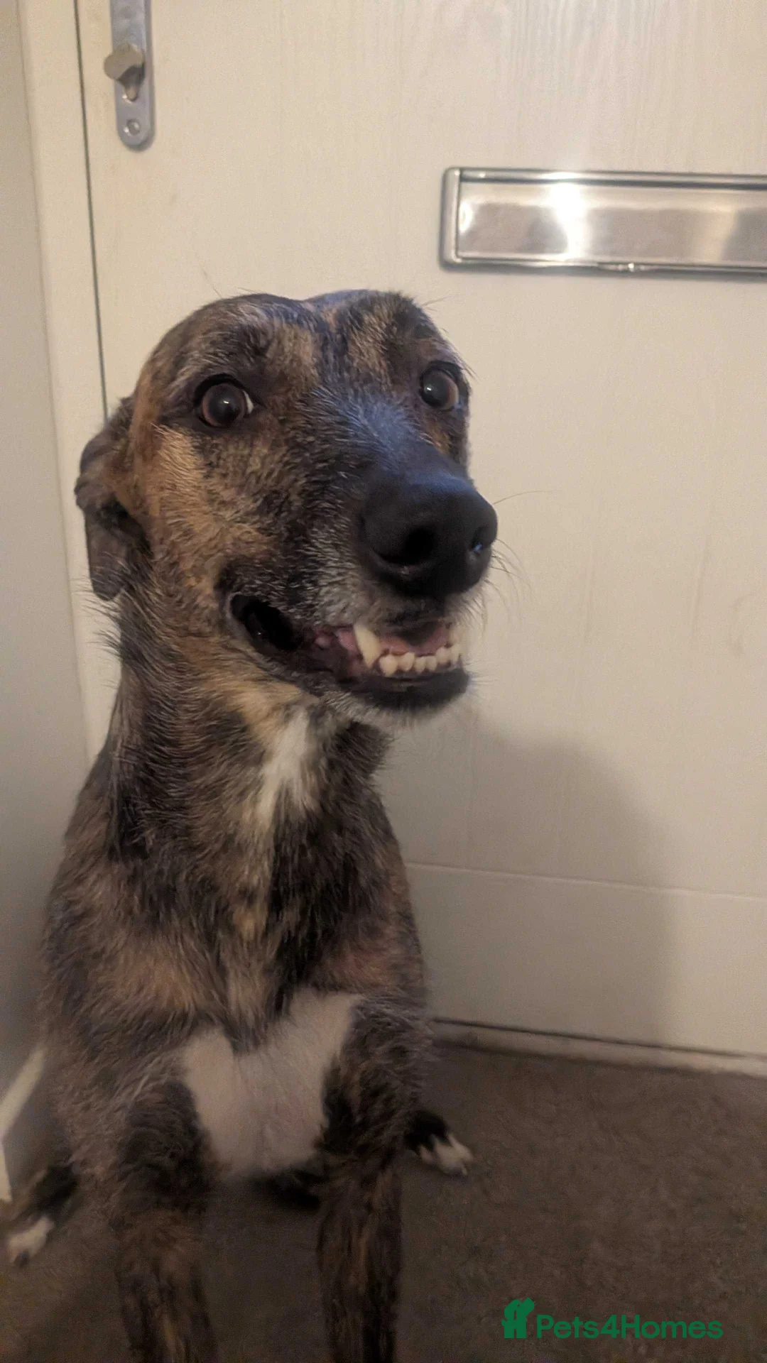 Lurcher dogs for sale: Meet Doggo - A Truly Special Lurcher - Advert 2
