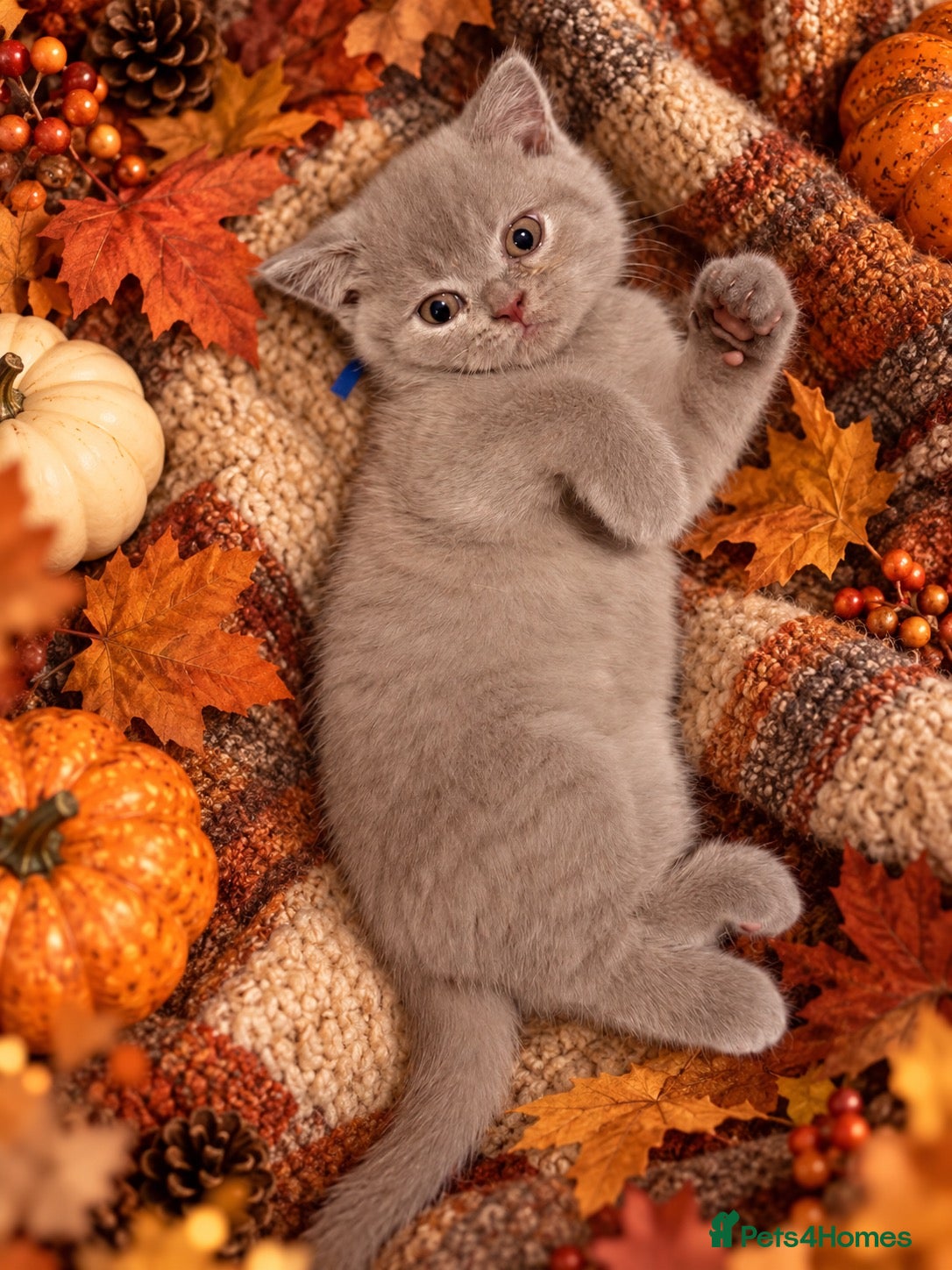 British Shorthair cats for sale: Supreme Champion Line British Shorthair Kittens - Advert 2