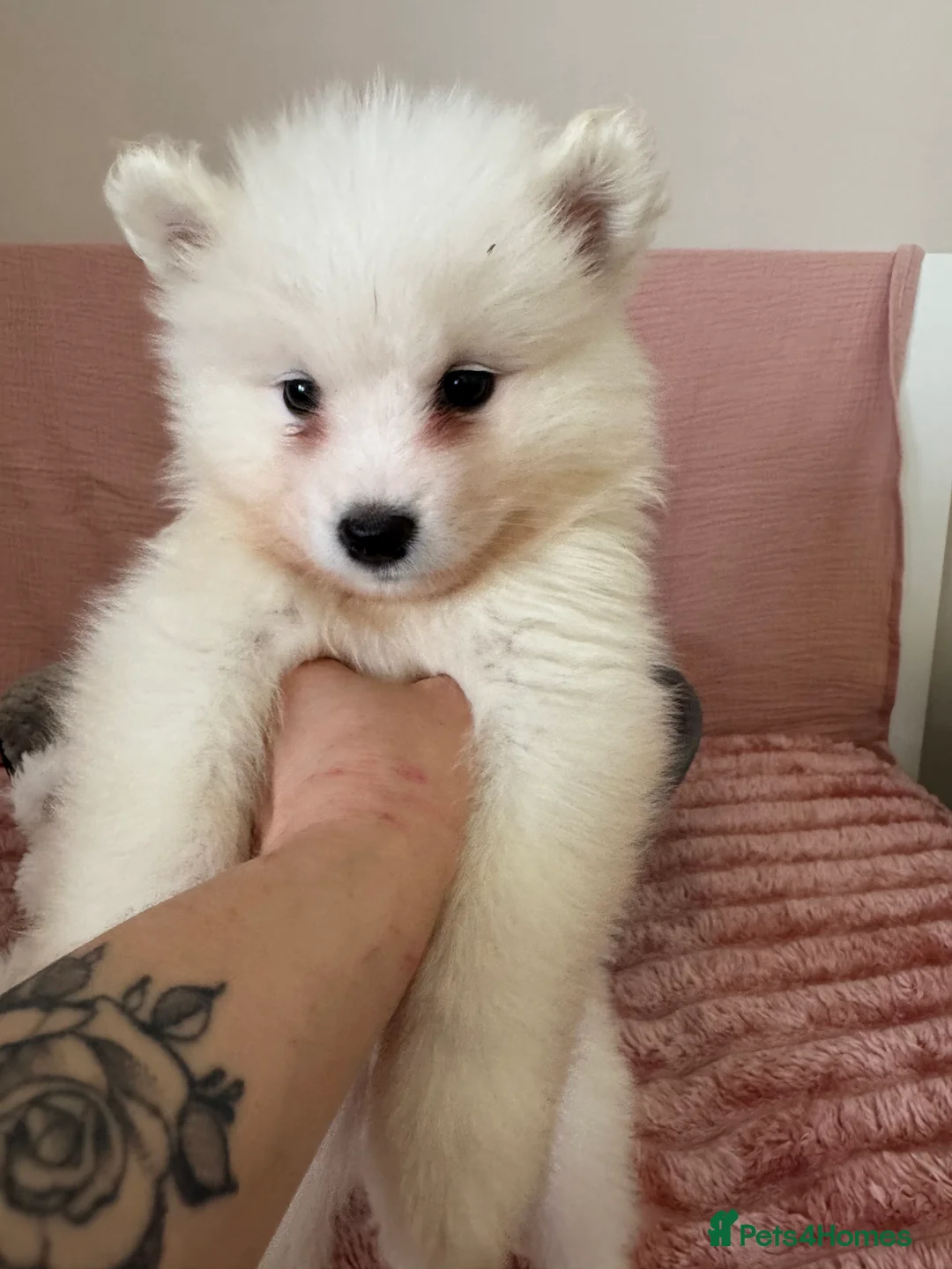 Samoyed dogs for sale: Crufts line + health tested Samoyeds - Advert 32