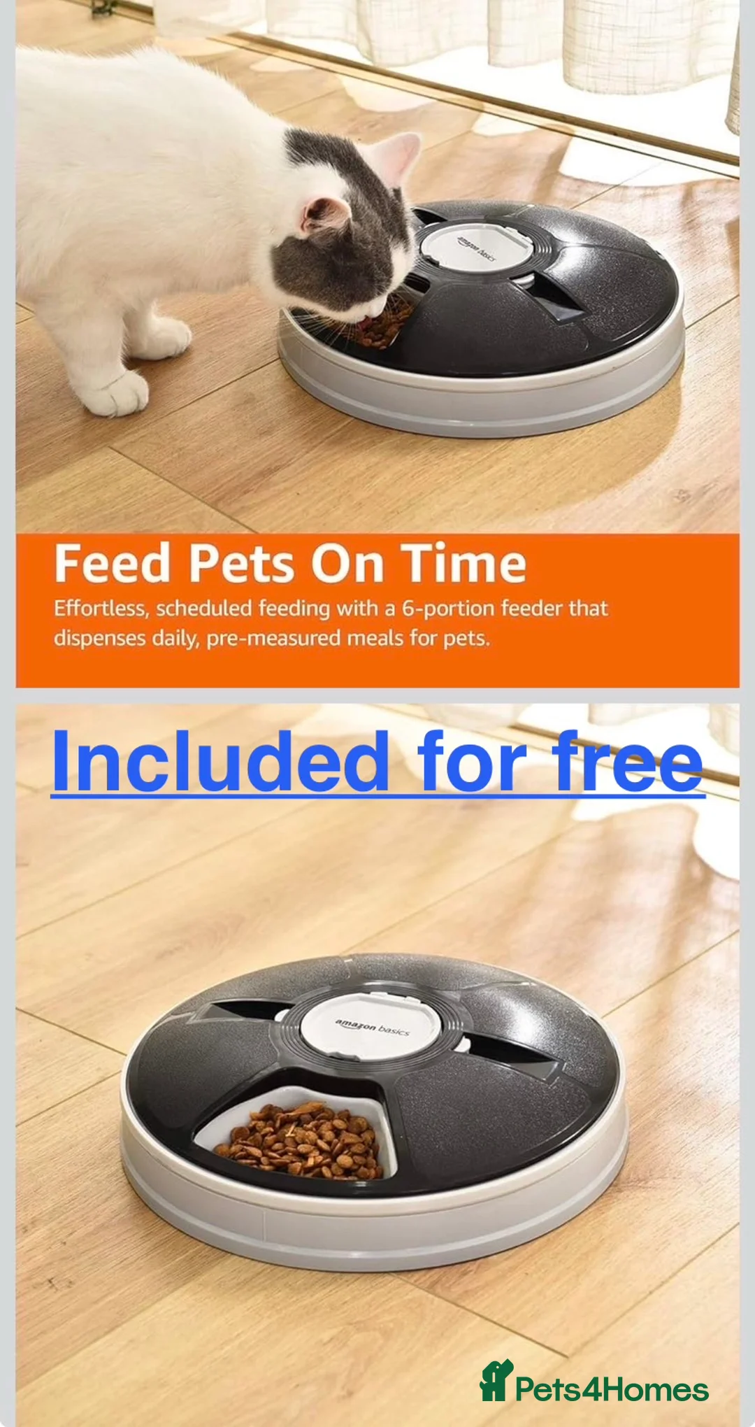 Ragdoll cats for sale: White Female Ragdoll for sale - Advert 18