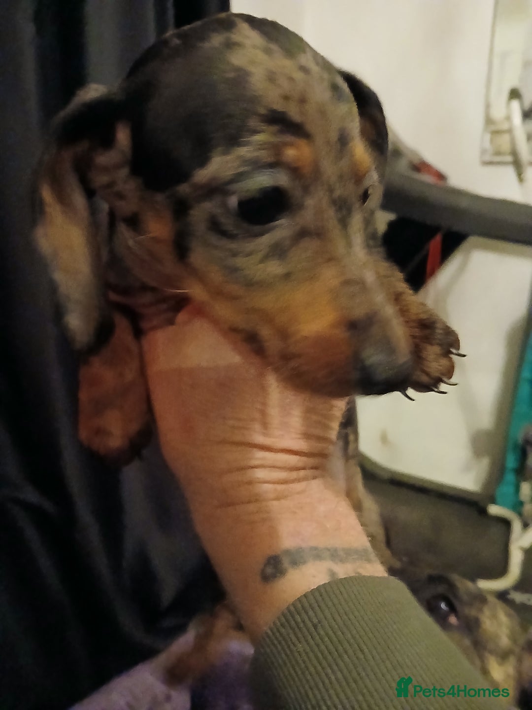 Miniature Dachshund dogs for sale: 2 x miniature  dachshund puppies for sale - Advert 5