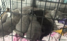 British Shorthair cats for sale: British short hair cross kittens for sale - Image 7