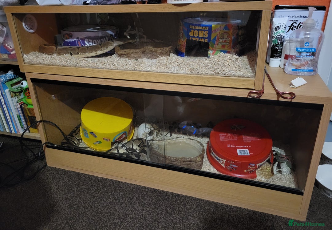 Tarantulas invertebrates for sale: Two Royal Python Male and Female - Advert 2