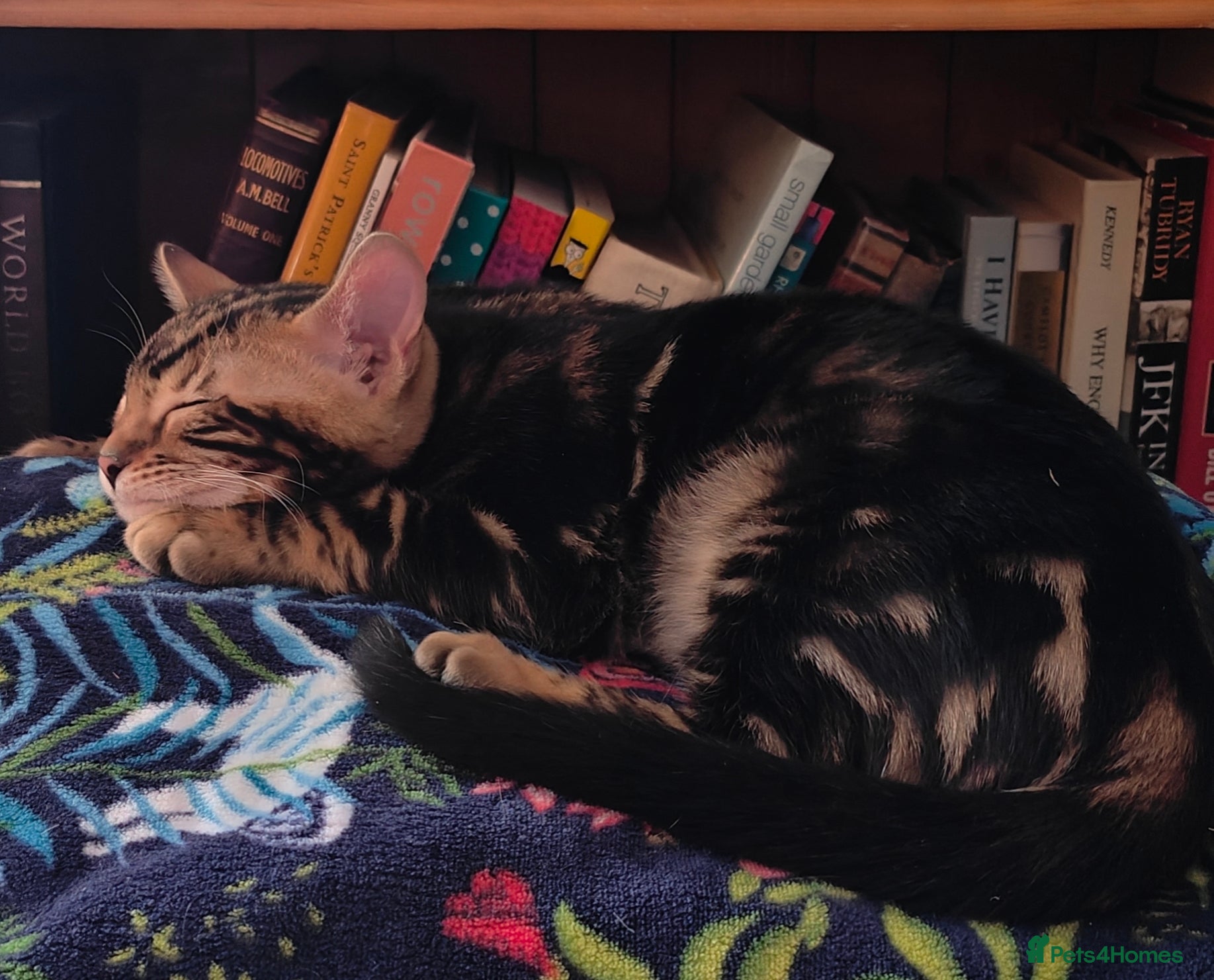 Bengal cats GCCF/TICA Registered Bengal Boy - Advert 4