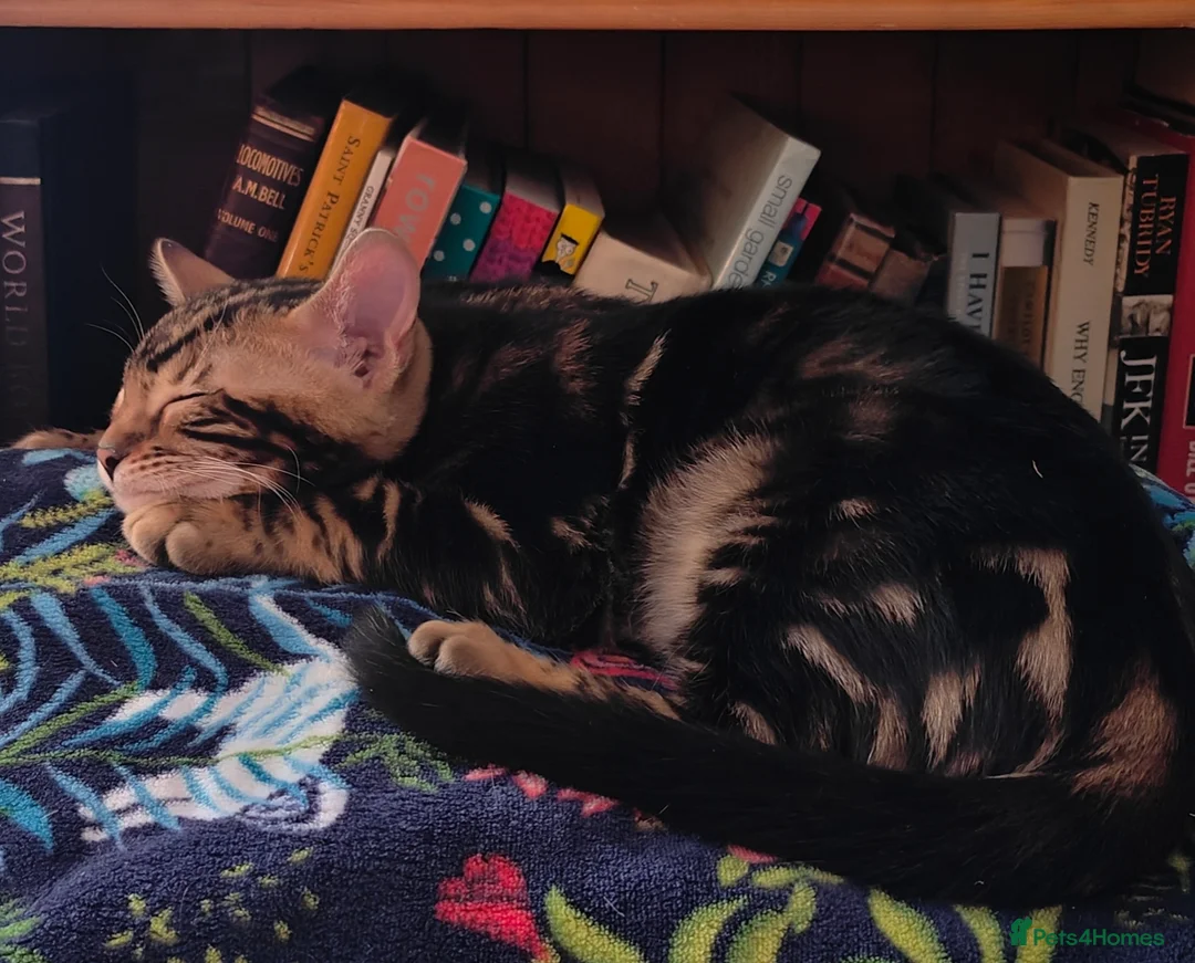 Bengal cats for sale: GCCF/TICA Registered Bengal Boy - Advert 1