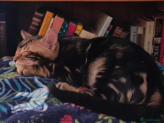 Bengal cats GCCF/TICA Registered Bengal Boy - Advert 4