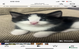 British Shorthair cats for sale: Beautiful tuxedo kittens - Image 11