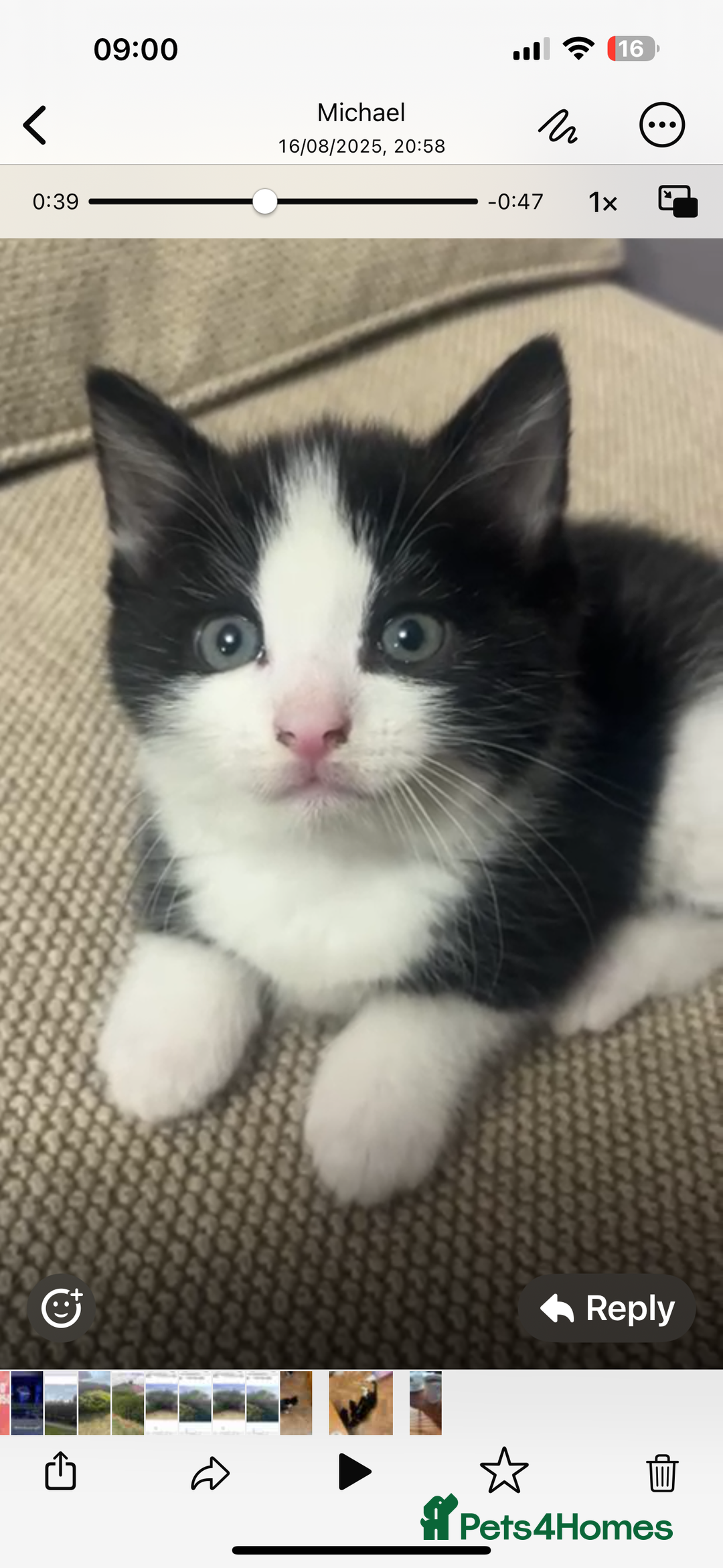 British Shorthair cats for sale: Beautiful tuxedo kittens - Image 11