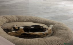 Mixed Breed cats for sale: 4 Adorable Mixed Breed Kittens - Image 2