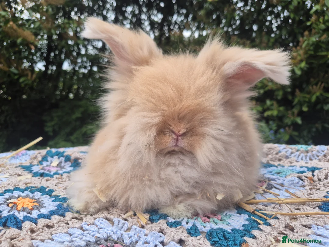 Angora rabbits for sale: 💙1 boy remaining- parents inported from france💙  - Advert 2