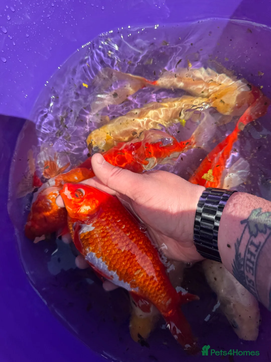 Goldfish fish for sale: Goldfish in Lancing - Advert 9
