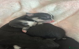 Mixed Breed dogs for sale: Huskadors/labskys - Image 2