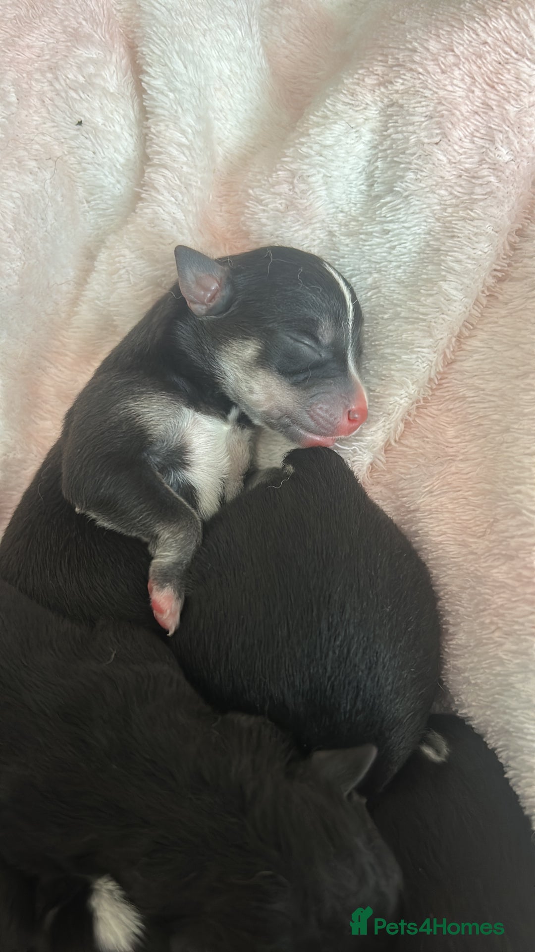 Mixed Breed dogs for sale: Huskadors/labskys - Image 2