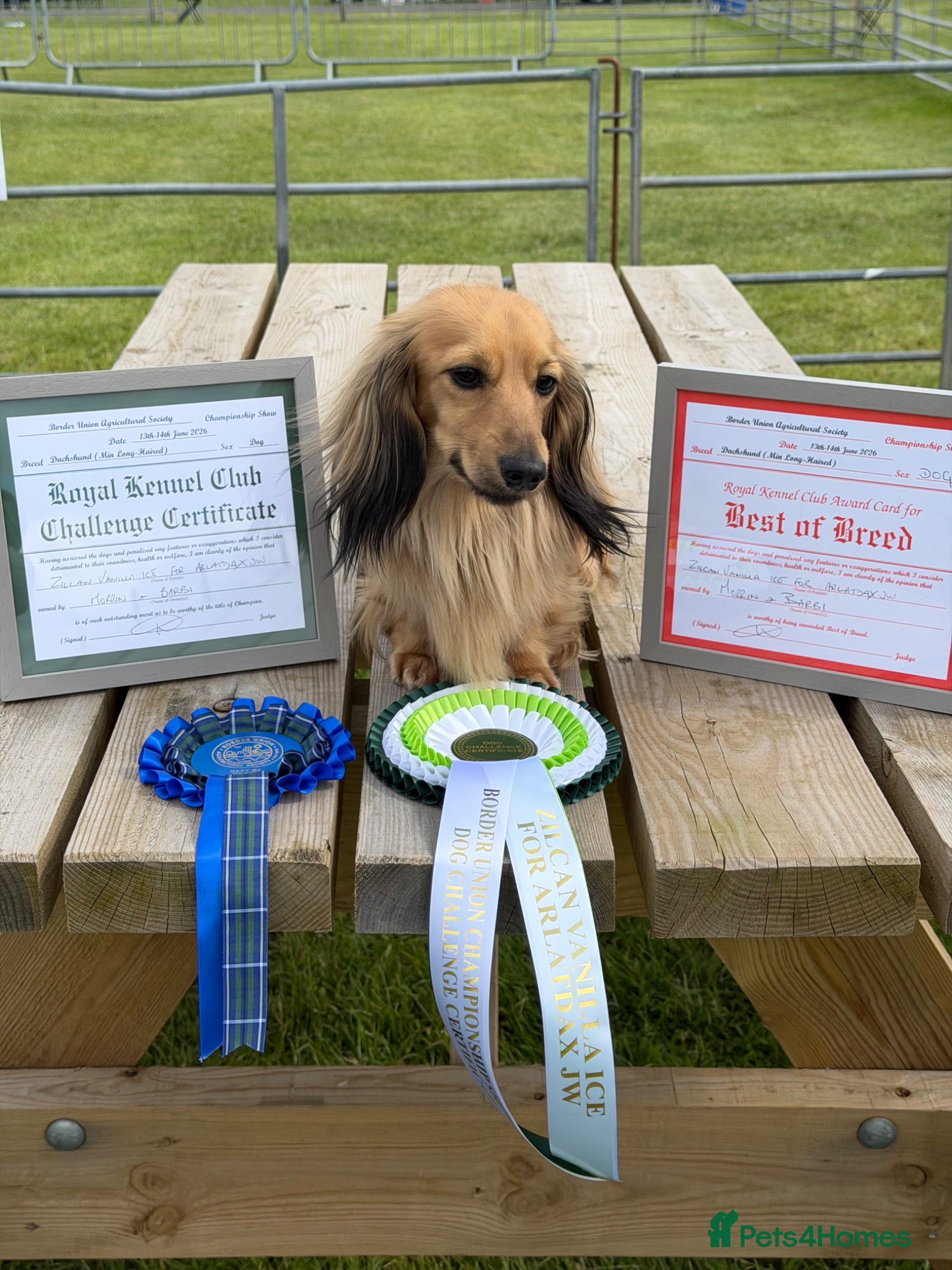 Miniature Dachshund dogs Quality mini long hair dachshund  - Advert 7