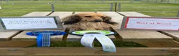 Miniature Dachshund dogs for stud: Quality mini long hair dachshund  - Advert 1