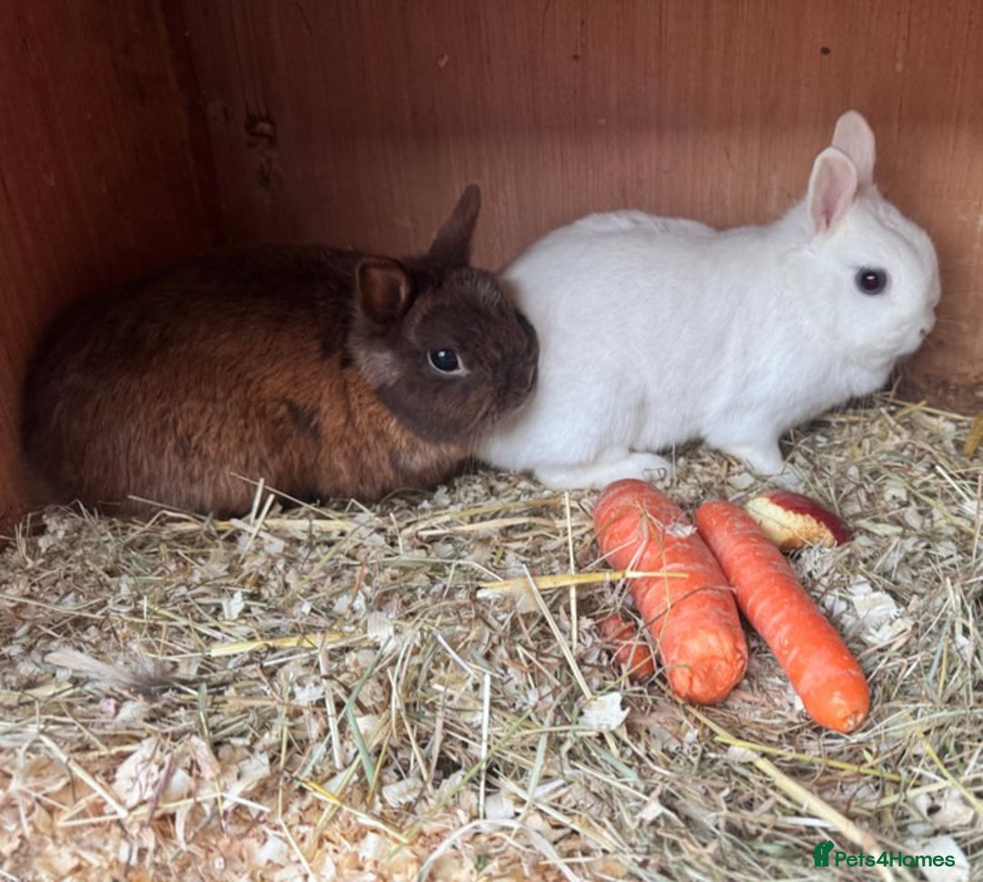 Netherland Dwarf rabbits for sale: •AVAILABLE• Pedigree Netherland Dwarf Bunny in Rushden - Image 2