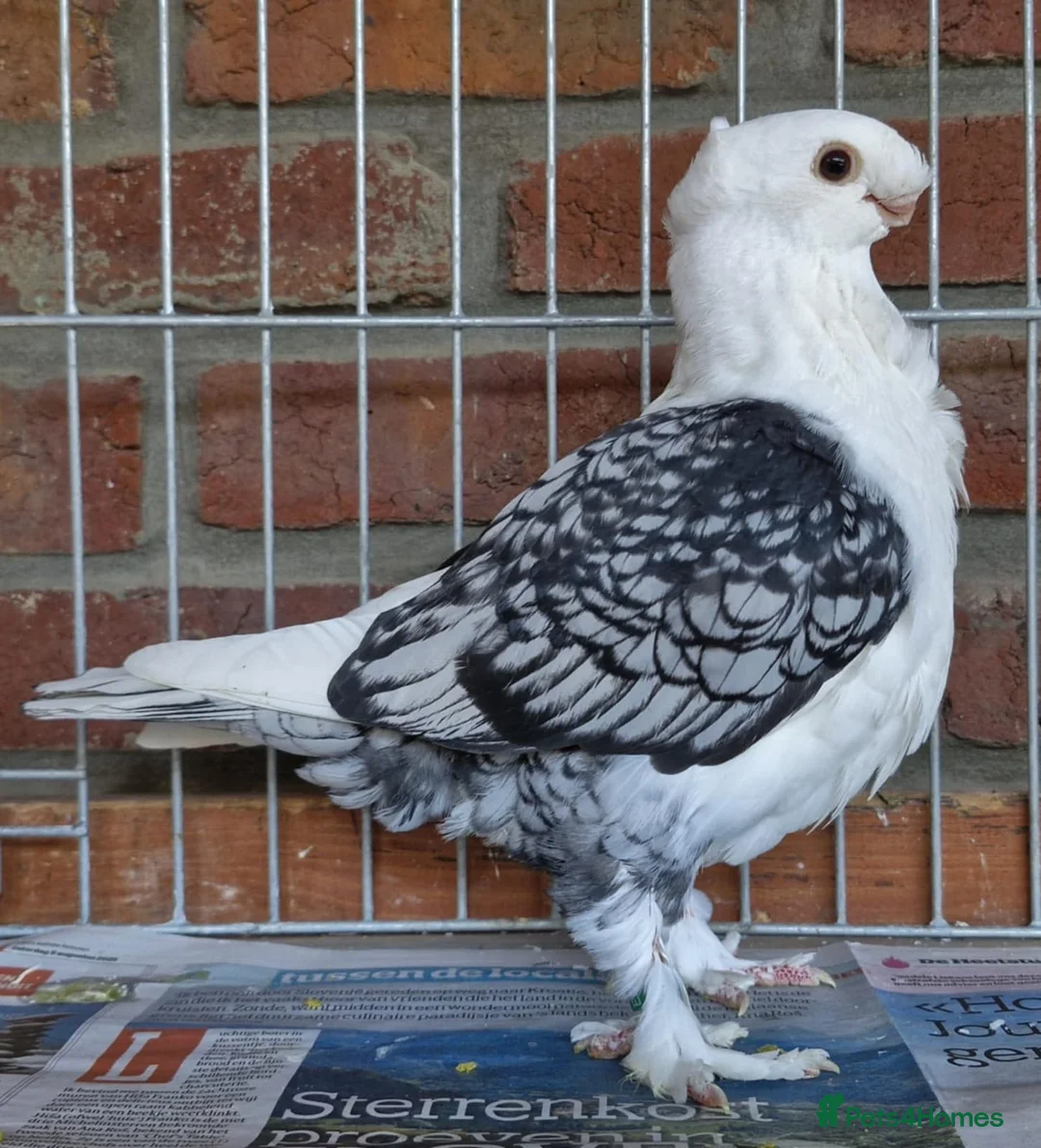 Pigeons birds for sale: Satinette Fancy Pigeons – Champion in Grays - Advert 3