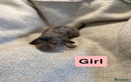 Miniature Dachshund dogs for sale: Stunning litter of miniature dachshund 🐶  - Image 7