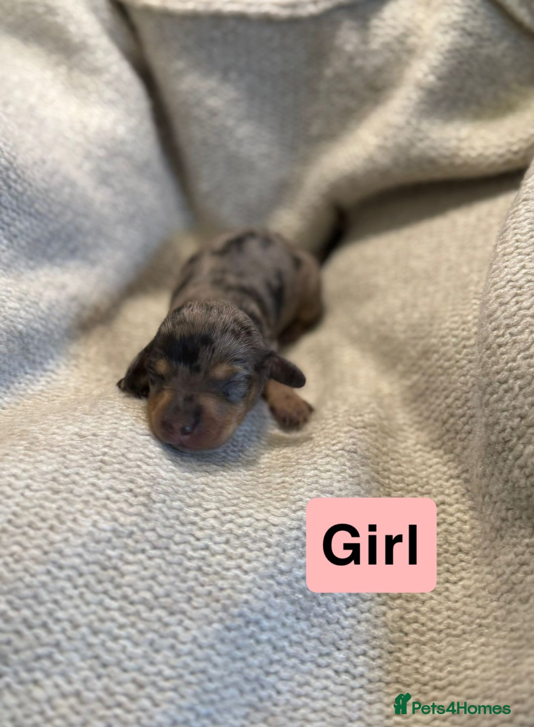 Miniature Dachshund dogs for sale: Stunning litter of miniature dachshund 🐶  - Image 7