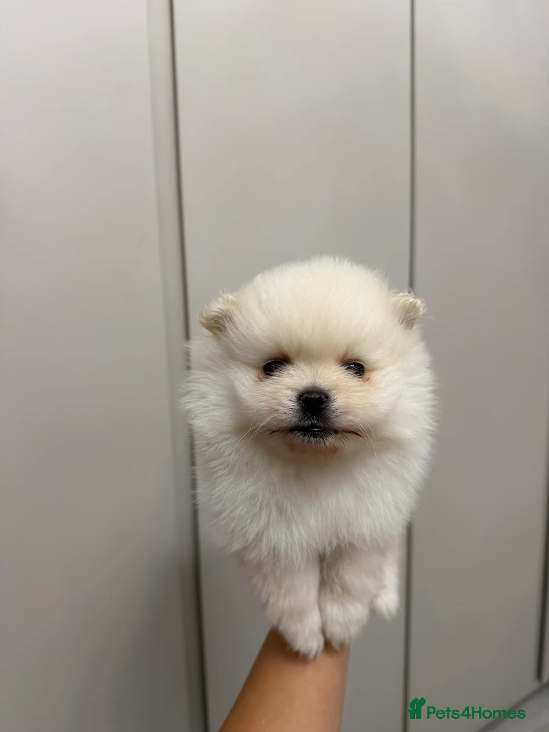 Pomeranian dogs for sale: Teddy Bear Pomeranians  - Advert 9