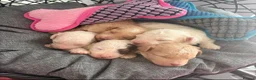 Mixed Breed dogs for sale: Stunning Toy Breed Shihpoo x Poochon - Advert 2