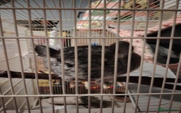 Chinchilla rodents for sale: Chinchilla  - Image 1