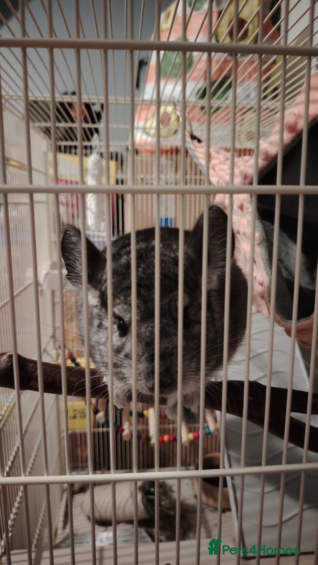 Chinchilla rodents for sale: Chinchilla  - Image 1