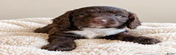 Mixed Breed dogs for sale: Beautiful Sproodle Puppies ready In 1 week! - Advert 26