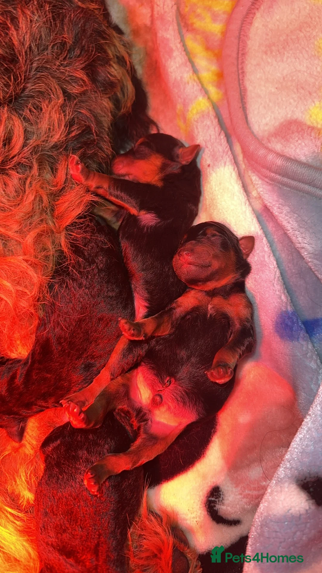 Welsh Terrier dogs for sale: Beautiful litter of Welsh Terrier Pups - Advert 5