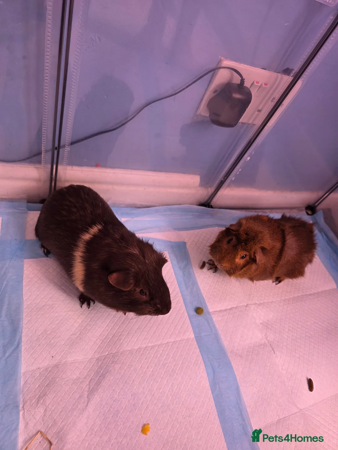 Guinea Pig rodents for sale: ⚠️Free⚠️ 2 male guinea pigs must go together in March - Advert 1