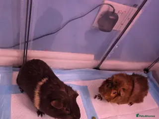 Guinea Pig rodents ⚠️Free⚠️ 2 male guinea pigs must go together - Advert 1