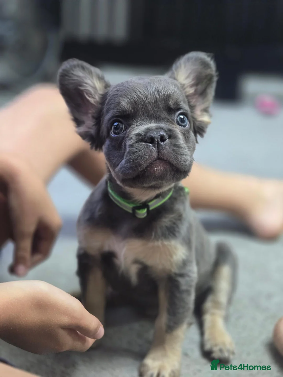 French Bulldog dogs for sale: Fluffy french bulldog  in Stansted - Advert 2