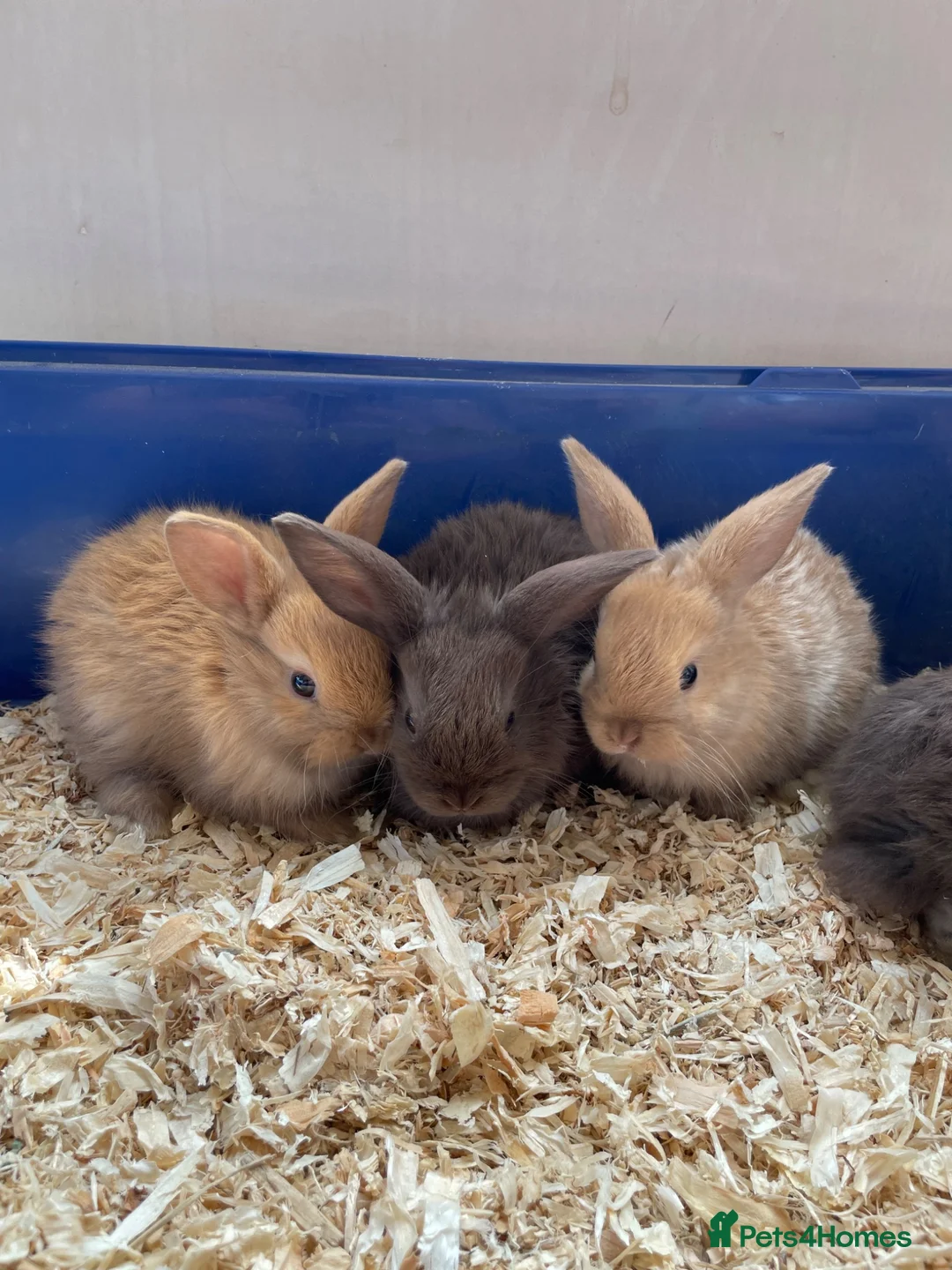 Dwarf Lop rabbits for sale: Mixed litter of dwarf lop bunnies  - Advert 2