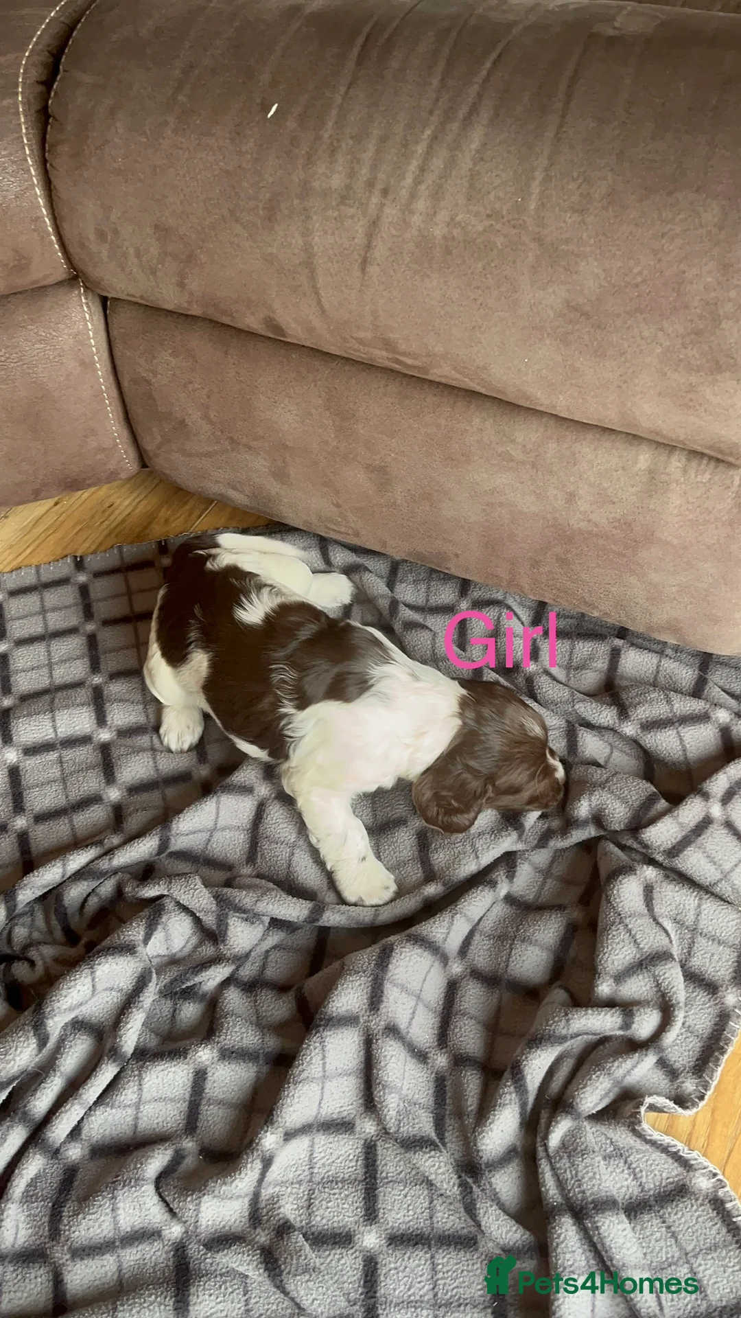 English Springer Spaniel dogs for sale: 5 beautiful English springer spaniel puppies  - Advert 14