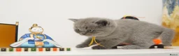 British Shorthair cats for sale: ✨ CIAOKITTY — BLUE BRITISH SHORTHAIR KITTENS ✨ in Widnes - Advert 23
