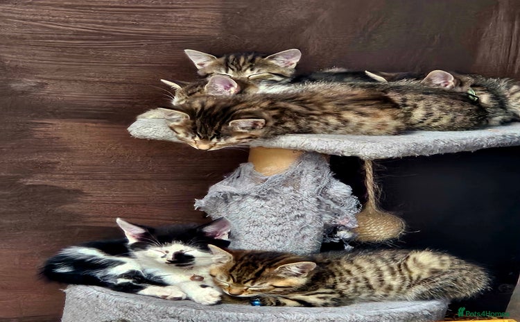 Mixed Breed cats - Advert 4