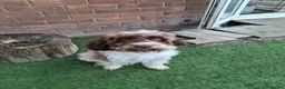 Cockapoo dogs for sale: ** Adorable Female Cockapoo** in Cannock - Advert 7