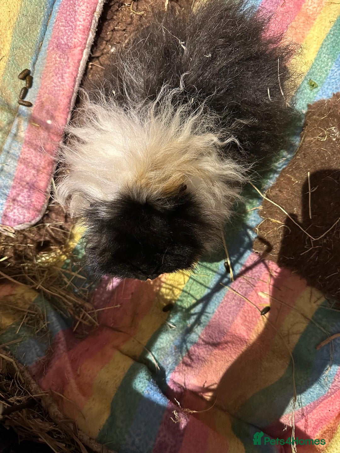 Guinea Pig rodents for sale: 2 Guinea pigs sisters  - Image 6