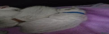 Bengal Kitten 3