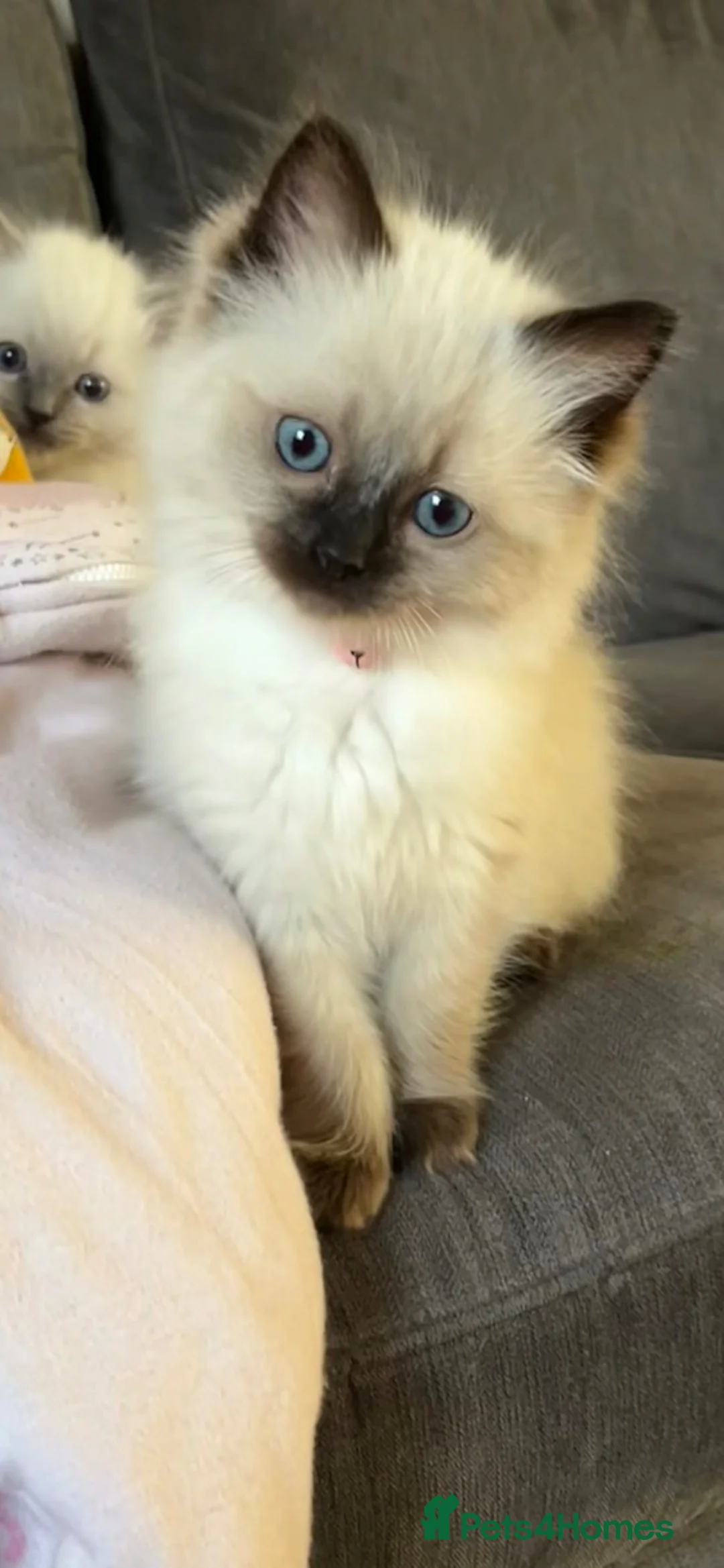 Ragdoll cats for sale: Beautiful seal point female kitten GCCF reg - Advert 22