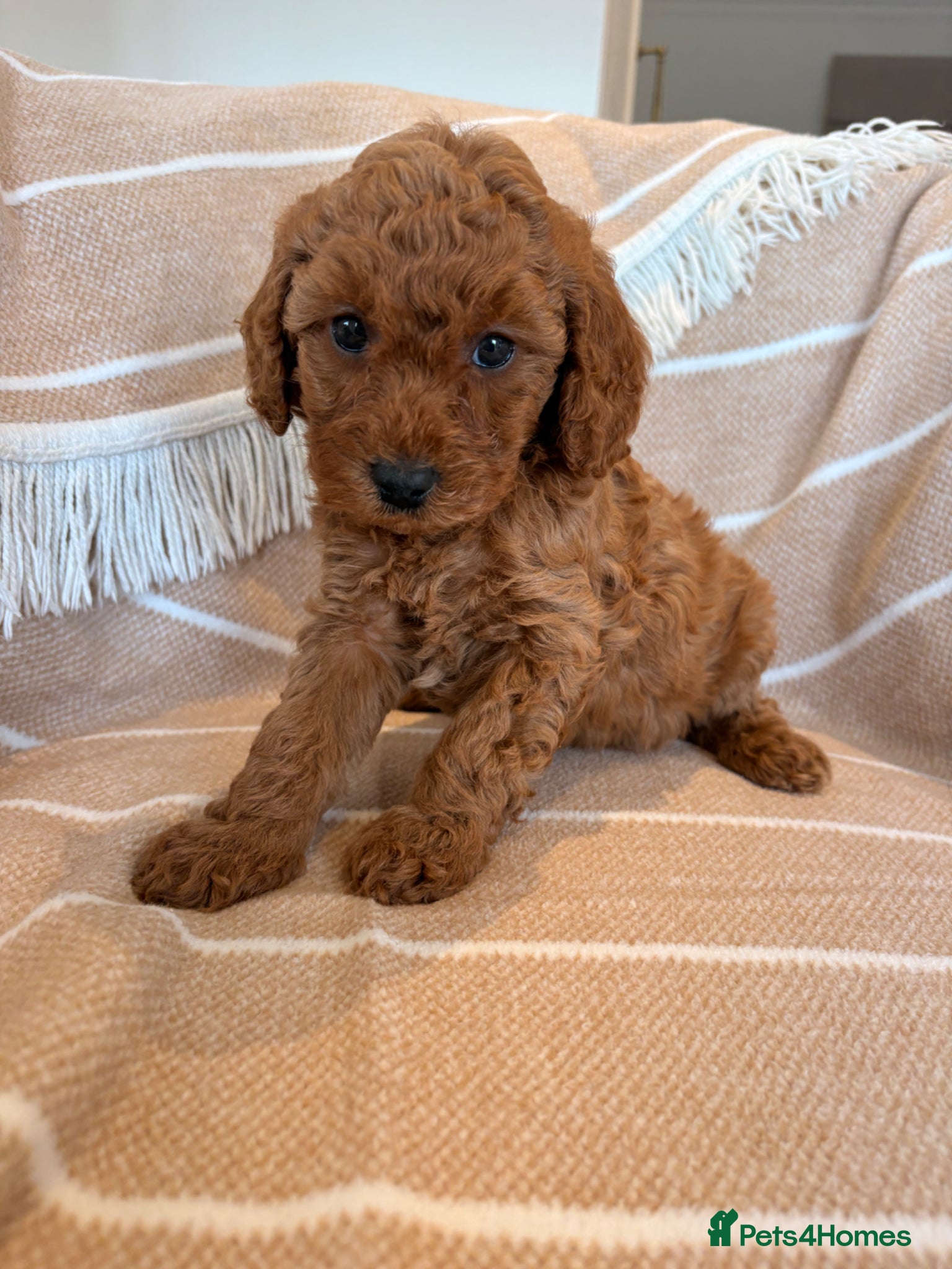 Cockapoo dogs LICENSED BREEDER HEALTH TESTED COCKAPOOS - Advert 1