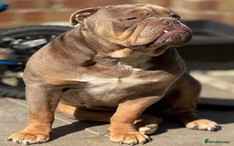 English Bulldog dogs for stud: Big B for stud. Very proven with litters on ground - Image 1