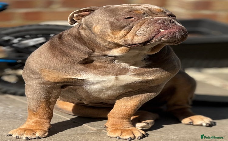 English Bulldog dogs - Advert 1