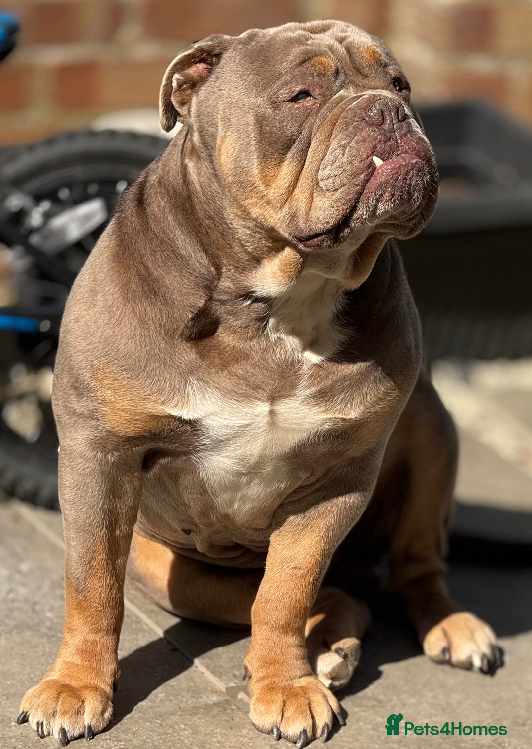English Bulldog dogs for stud: Big B for stud. Very proven with litters on ground - Image 1