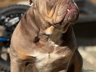 English Bulldog dogs - Advert 17