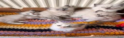 Ragdoll cats for sale: Beautiful Blue-Eyed Ragdoll Kittens - Advert 19