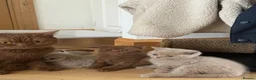British Shorthair cats for sale: 6 Pure British Shorthair Kittens Ready to Reserve - Advert 8