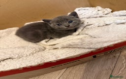 Mixed Breed cats for sale: Beautiful black & grey kittens. - Image 2